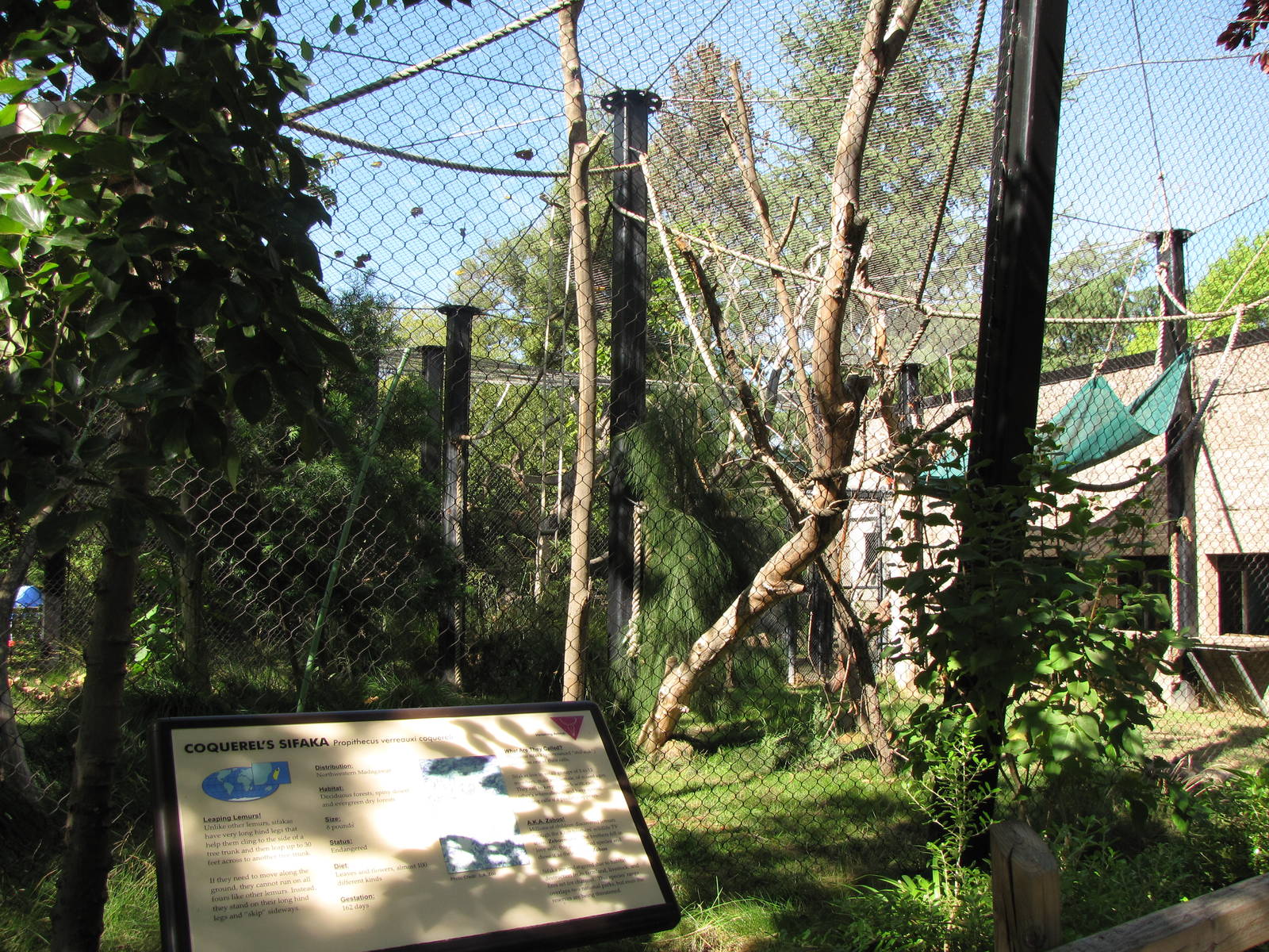 Coquerel's Sifaka Habitat