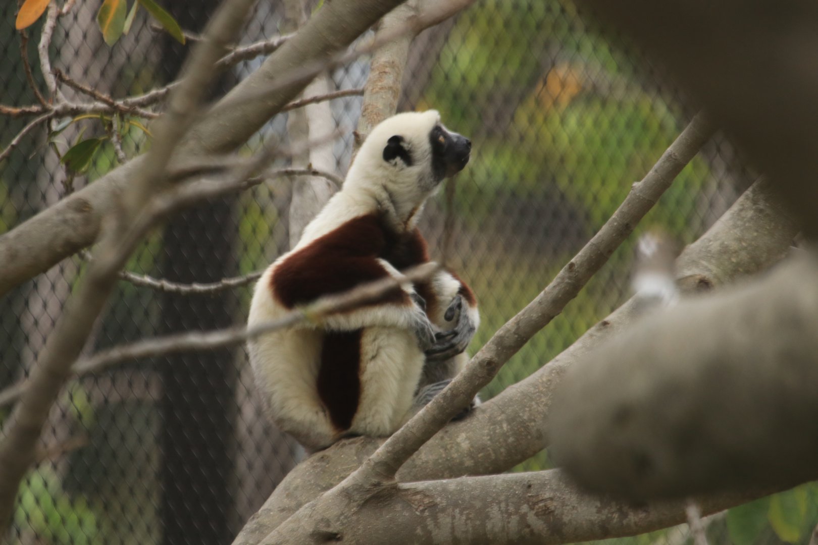 Coquerel's sifaka (June 2019)
