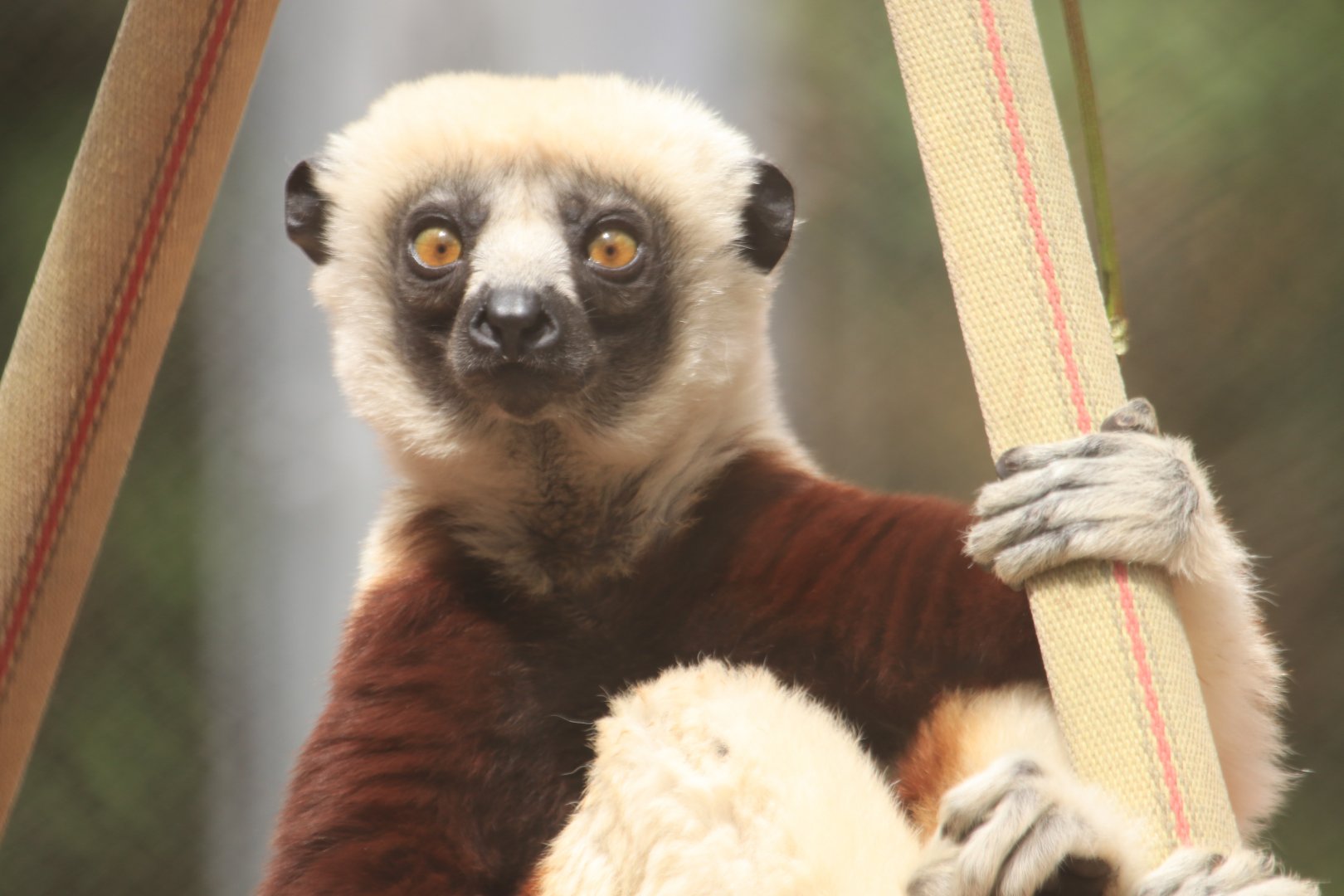 Coquerel's sifaka (June 2019)
