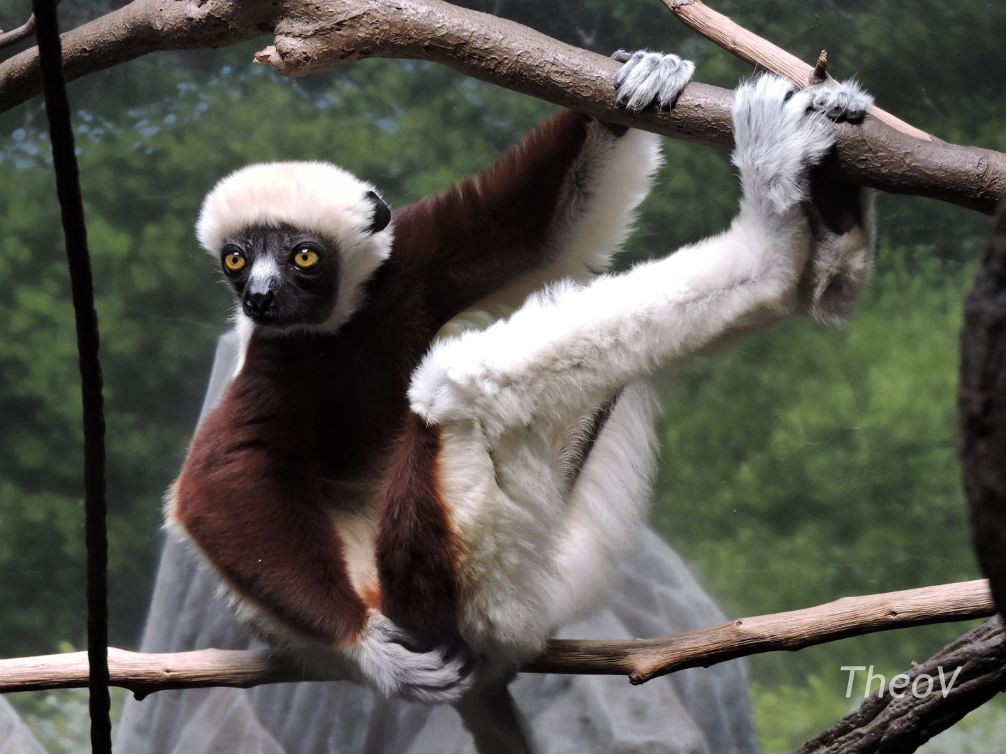 Coquerel's sifaka -  Madagascar! [2015]