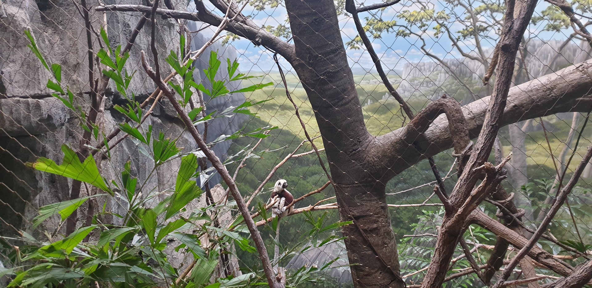 Coquerel's sifaka, Madagascar