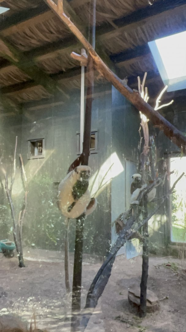 Coquerel’s Sifaka: Madagascar