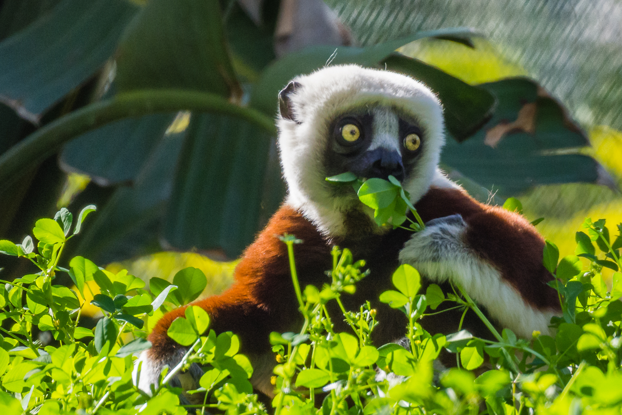 Coquerel's Sifaka, male.