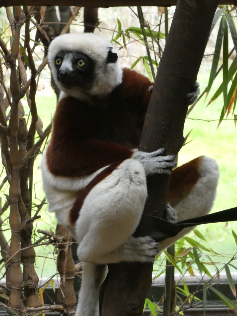 Coquerel's sifaka male