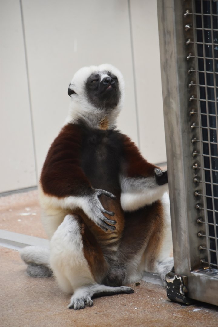 Coquerel's sifaka meditating, Propithecus coquereli