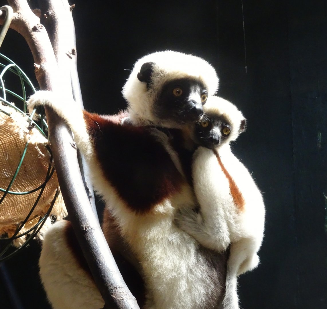 Coquerel’s sifaka mother and baby