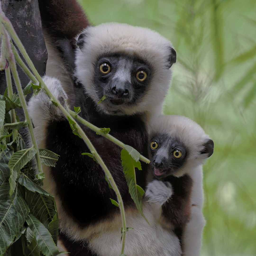 Coquerel's sifaka, mother & daughter
