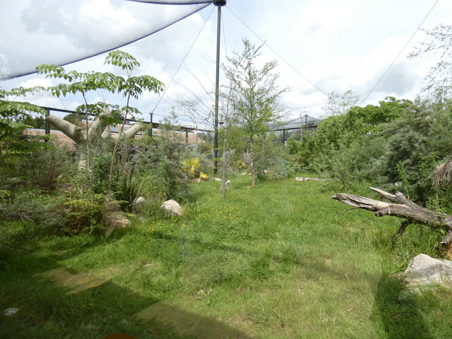 Coquerel's sifaka outdoor enclosure