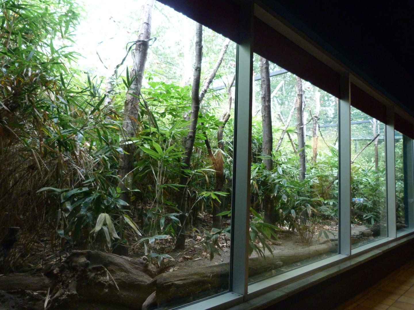 Coquerel's sifaka outdoors exhibit -Tierpark Berlin (2024)