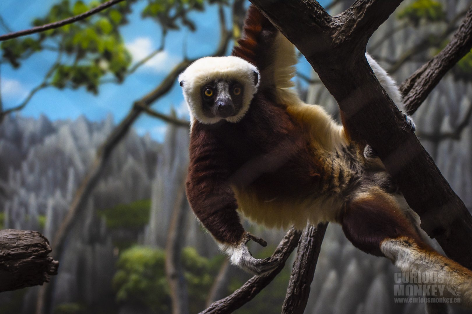 Coquerel's Sifaka (propithecus coquereli) 10/19