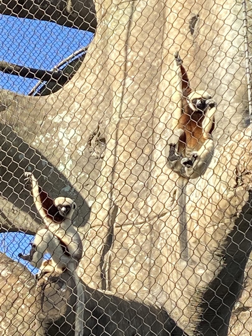 Coquerel’s Sifaka (Propithecus coquereli)