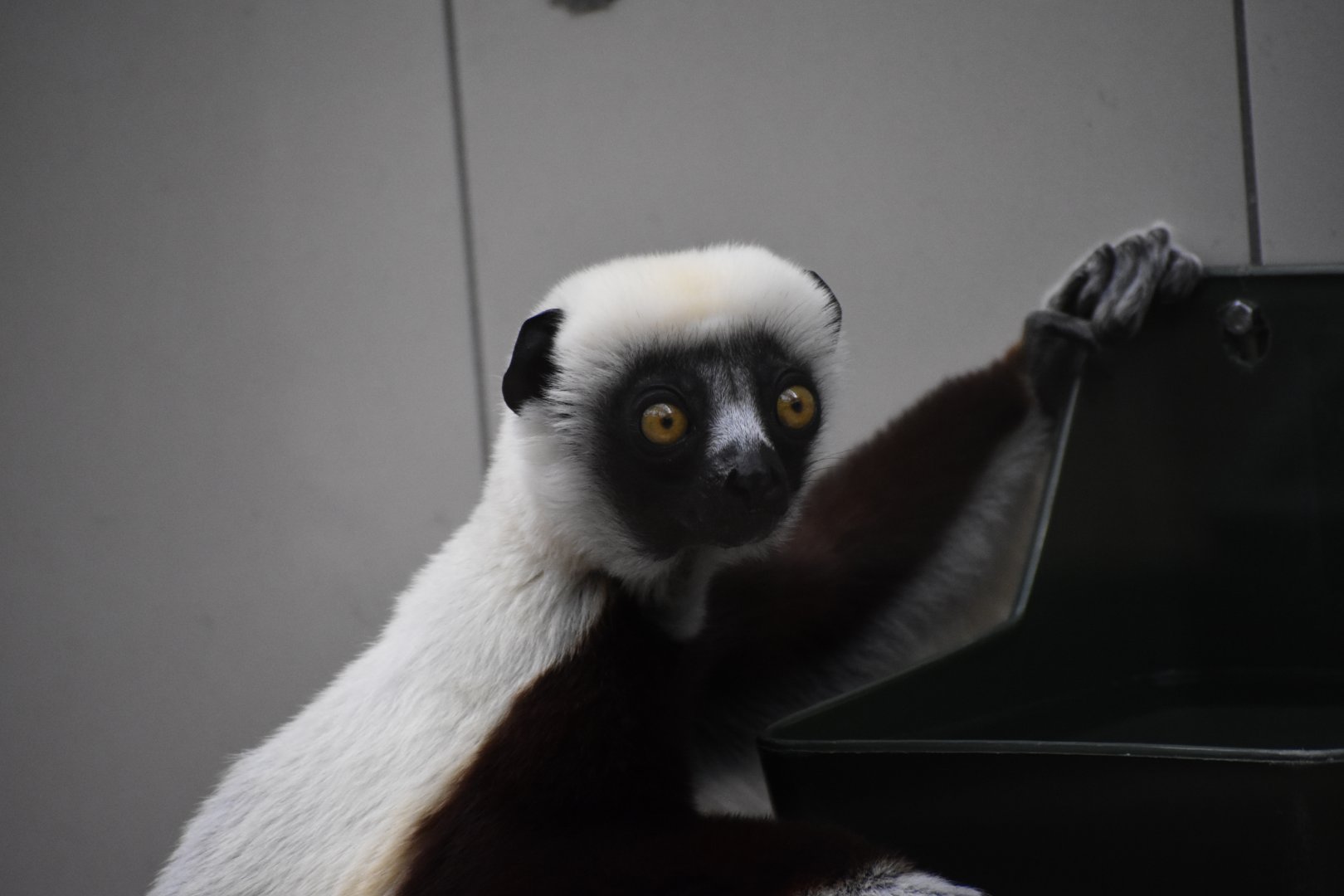 Coquerel's sifaka (Propithecus coquereli)