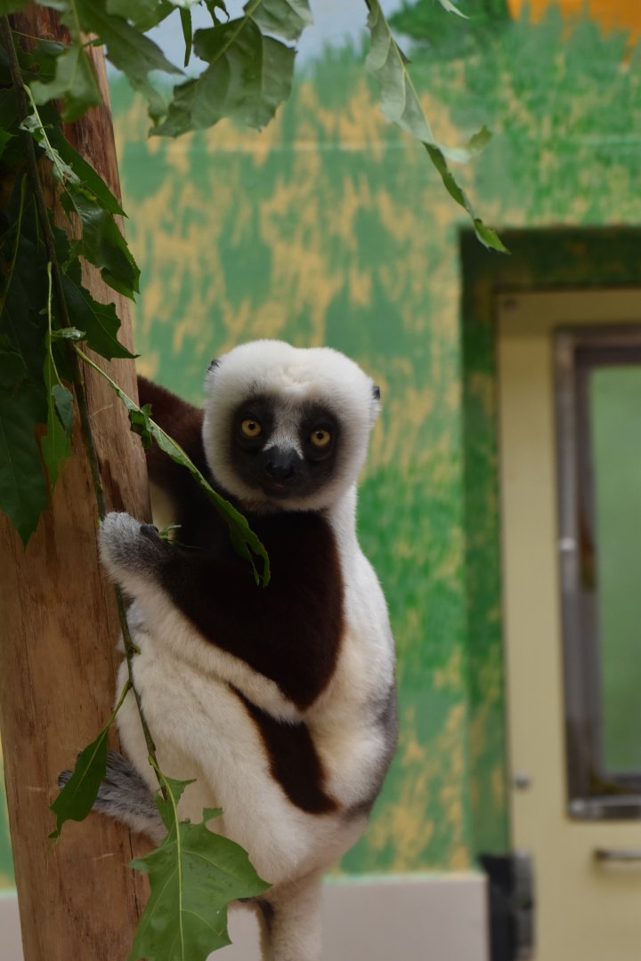 Coquerel's sifaka (Propithecus coquereli)