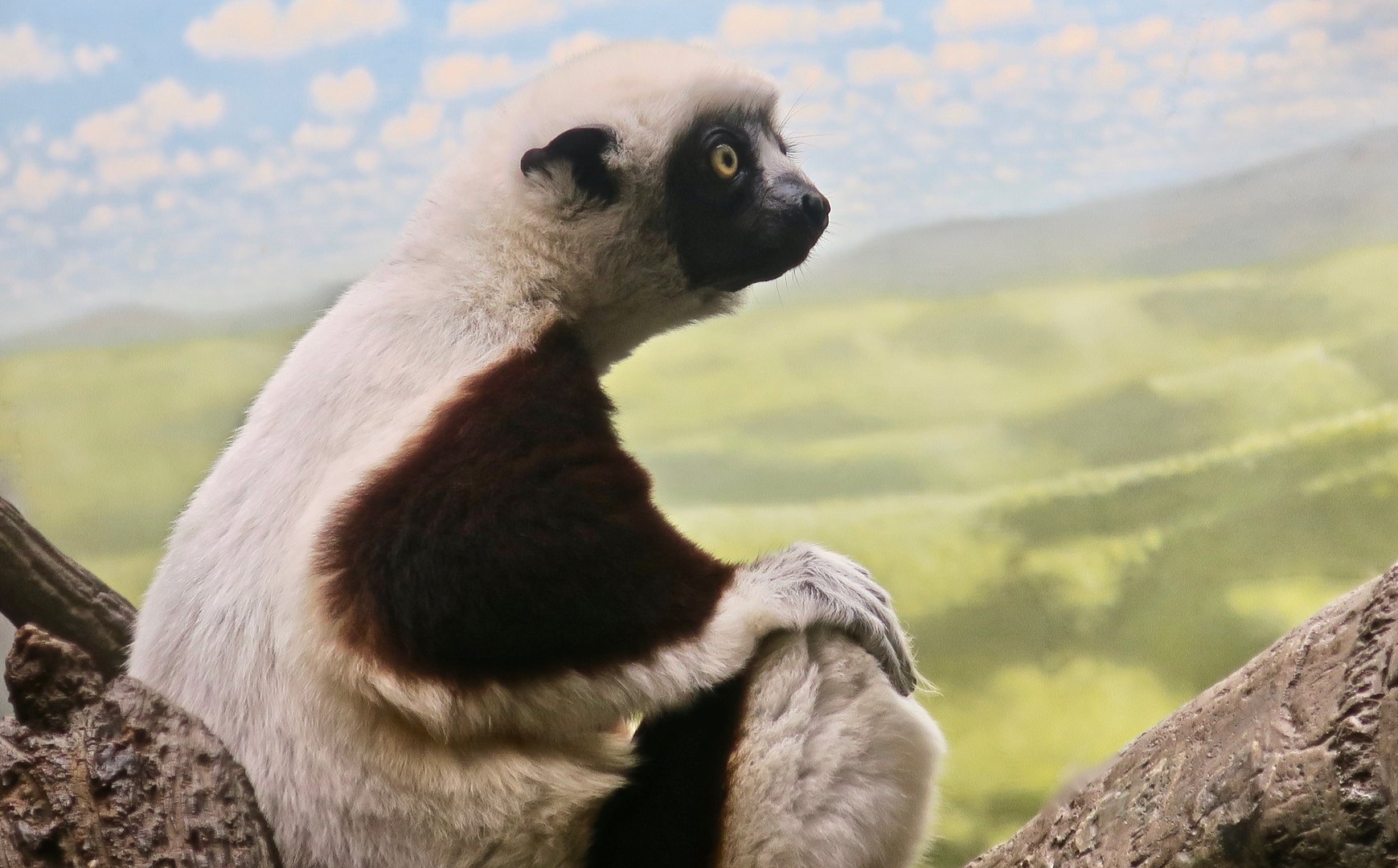 Coquerel's Sifaka (Propithecus coquereli)
