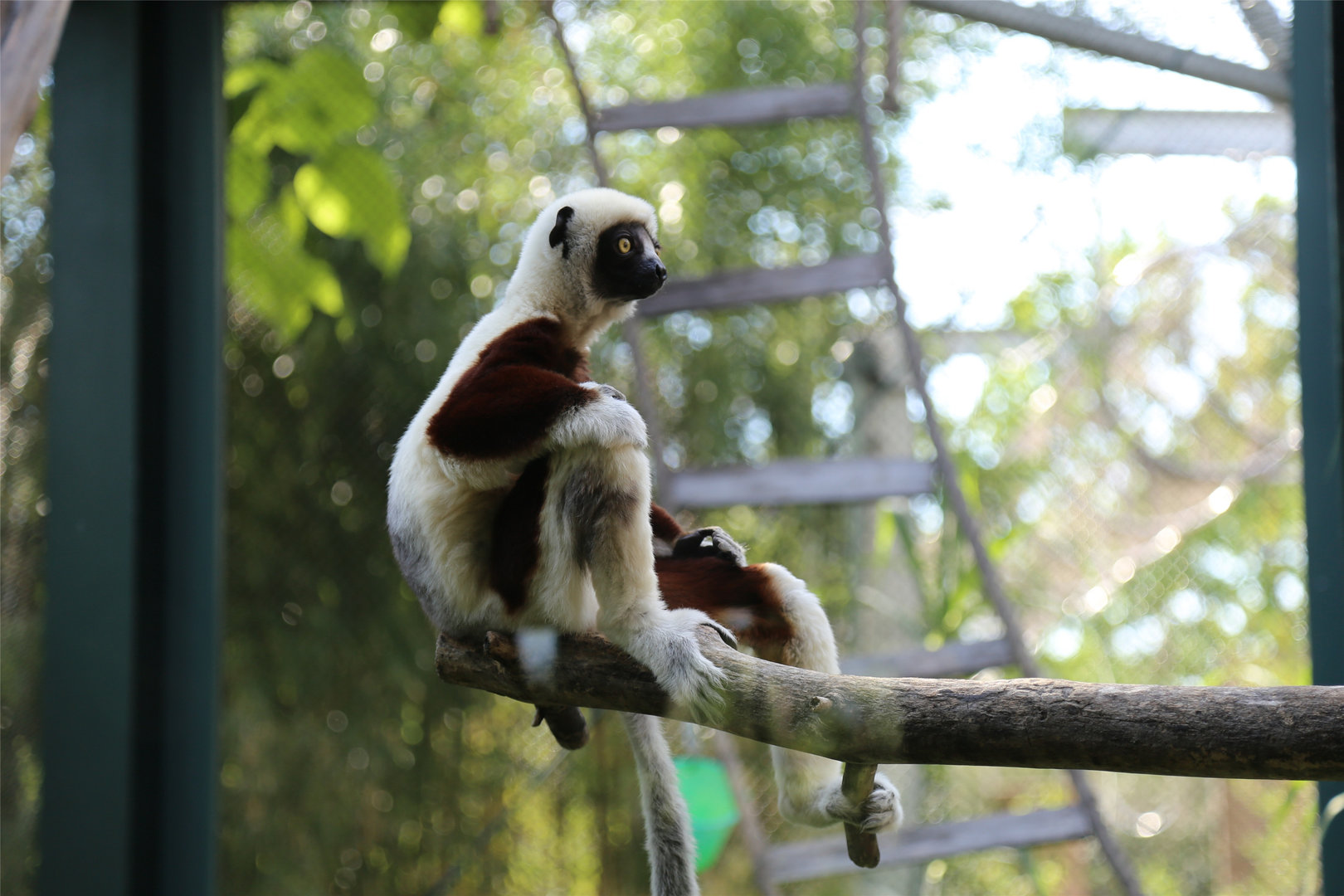 Coquerel's Sifaka (Propithecus coquereli)