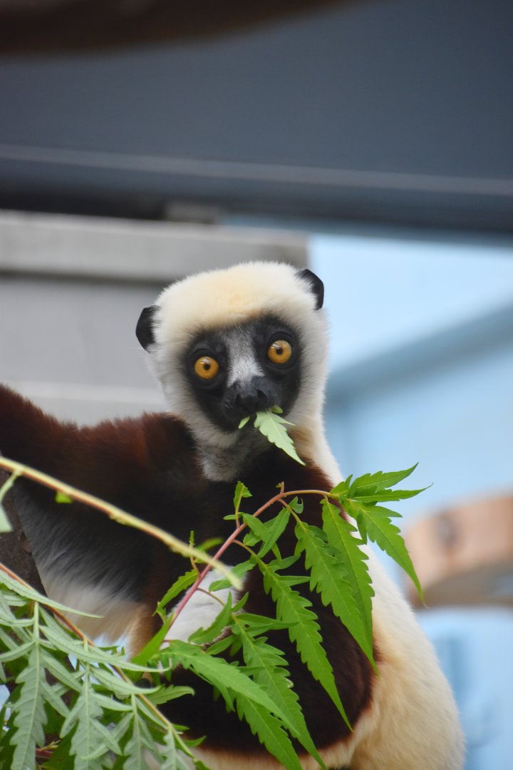 Coquerel's sifaka, Propithecus coquereli
