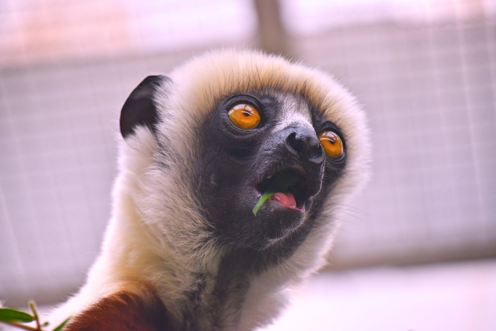 Coquerel's sifaka, Propithecus coquereli