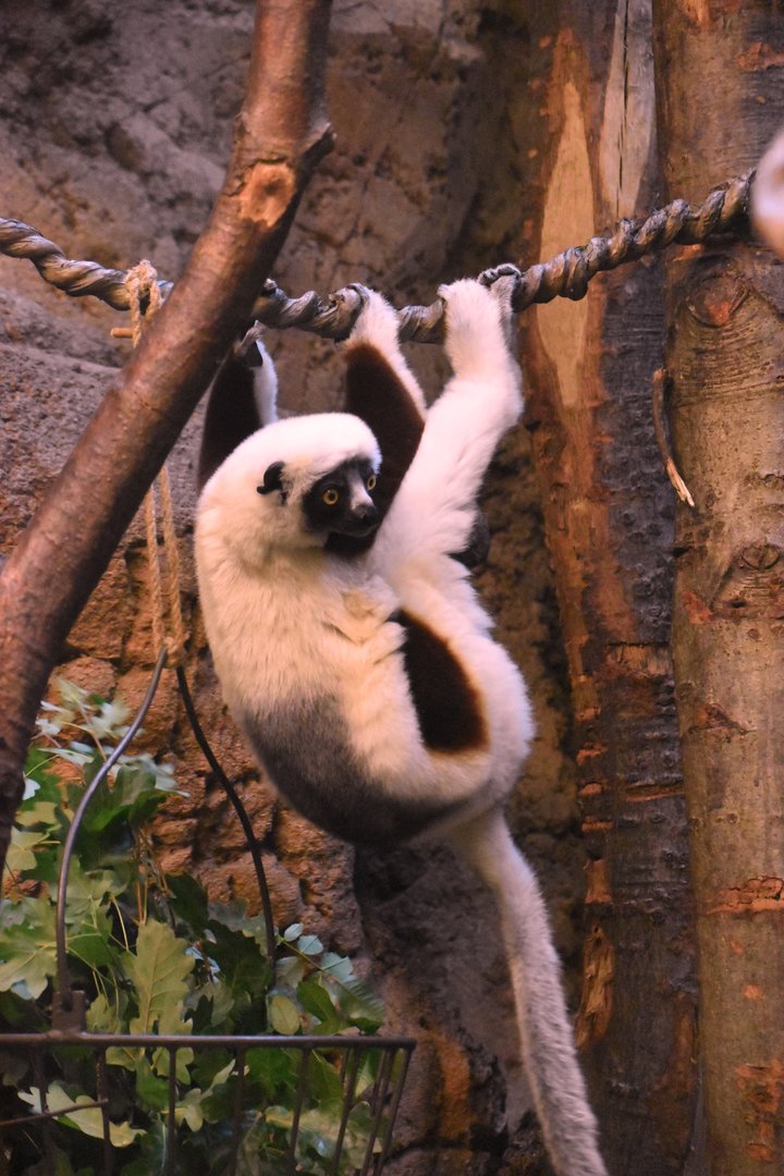 Coquerel's sifaka, Propithecus coquereli
