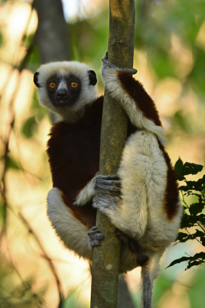 Coquerel's sifaka (Propithecus coquereli)