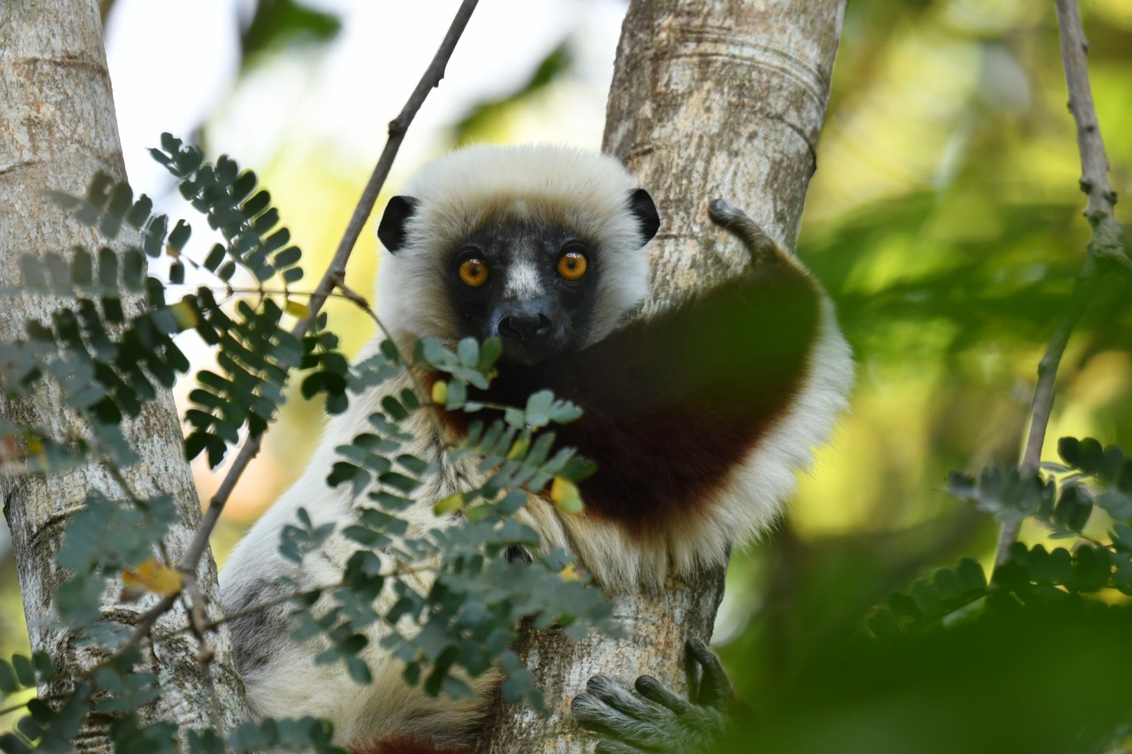 Coquerel's sifaka (Propithecus coquereli)