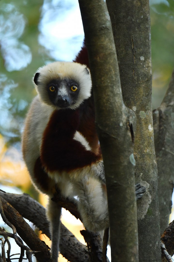 Coquerel's sifaka (Propithecus coquereli)