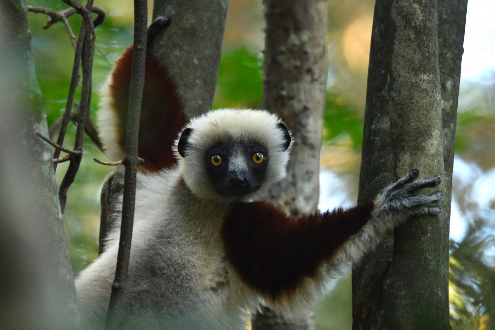 Coquerel's sifaka (Propithecus coquereli)