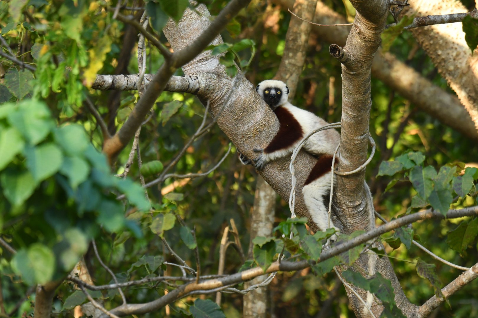 Coquerel's sifaka (Propithecus coquereli)