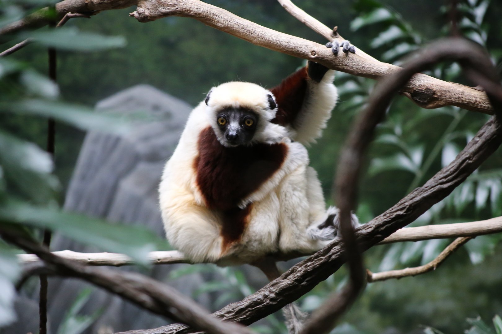 Coquerel's Sifaka (Propithecus coquereli)