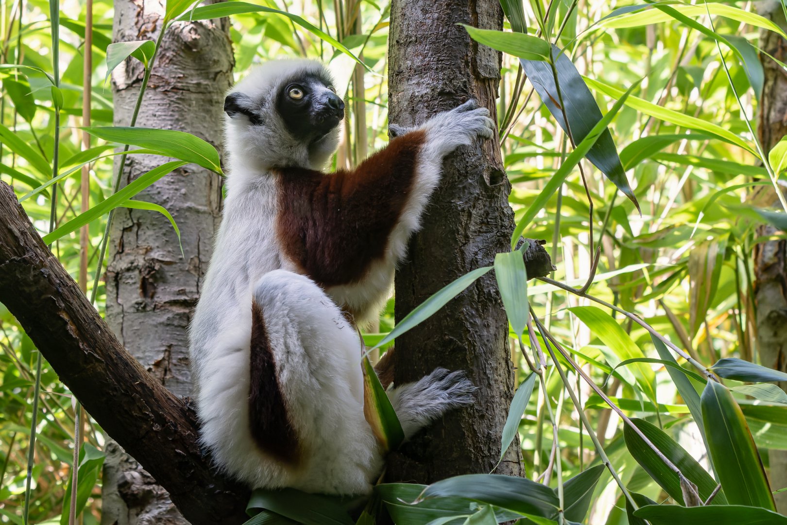 Coquerel's sifaka (Propithecus coquereli)