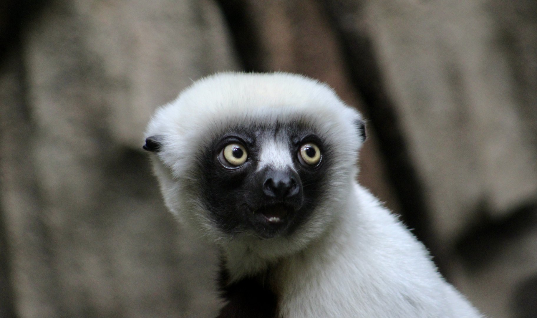 Coquerel's Sifaka (Propithecus coquereli)