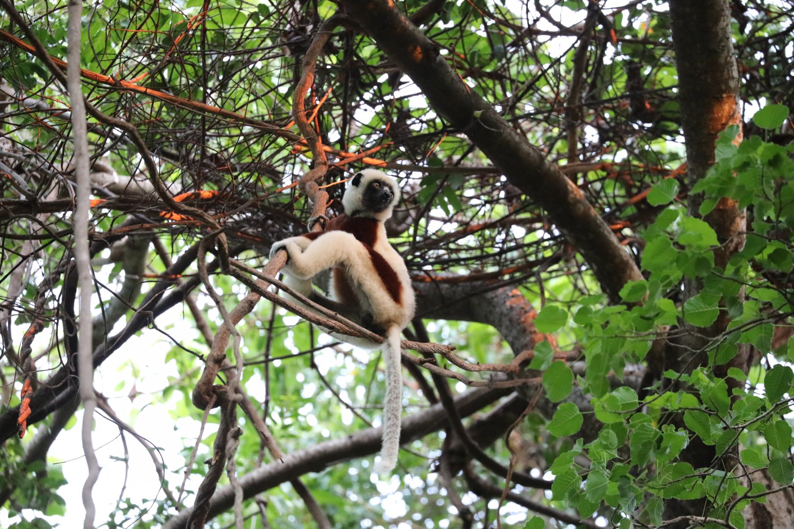 Coquerel's sifaka (Propithecus coquereli)