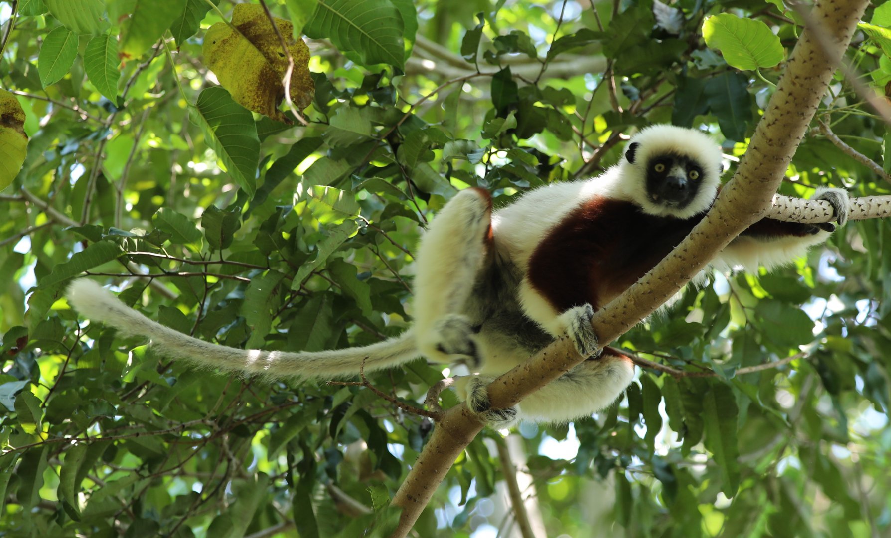 Coquerel's sifaka (Propithecus coquereli)