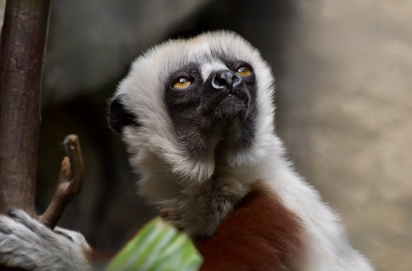 Coquerel's Sifaka (Propithecus coquereli)