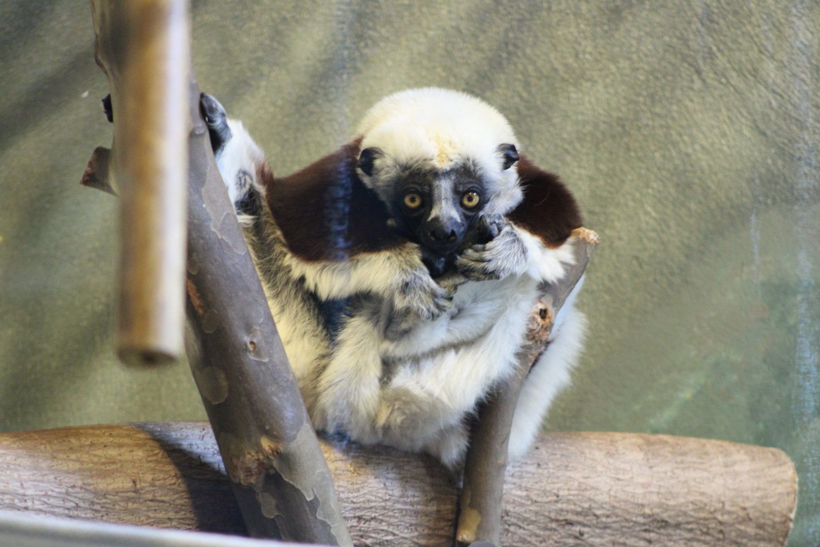 Coquerel’s Sifaka (Propithecus coquereli)