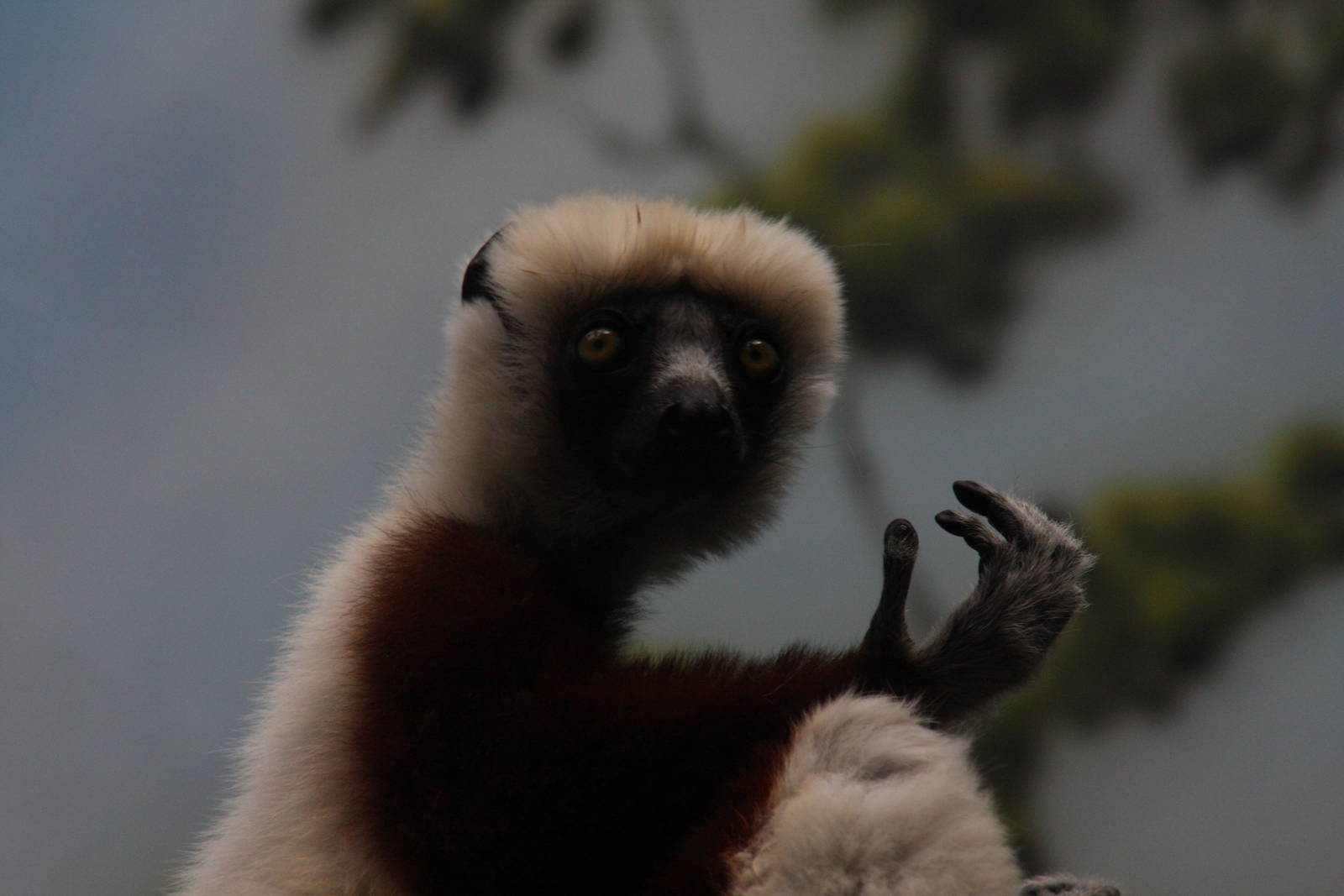 Coquerel's Sifaka (Propithecus verreauxi coquereli)