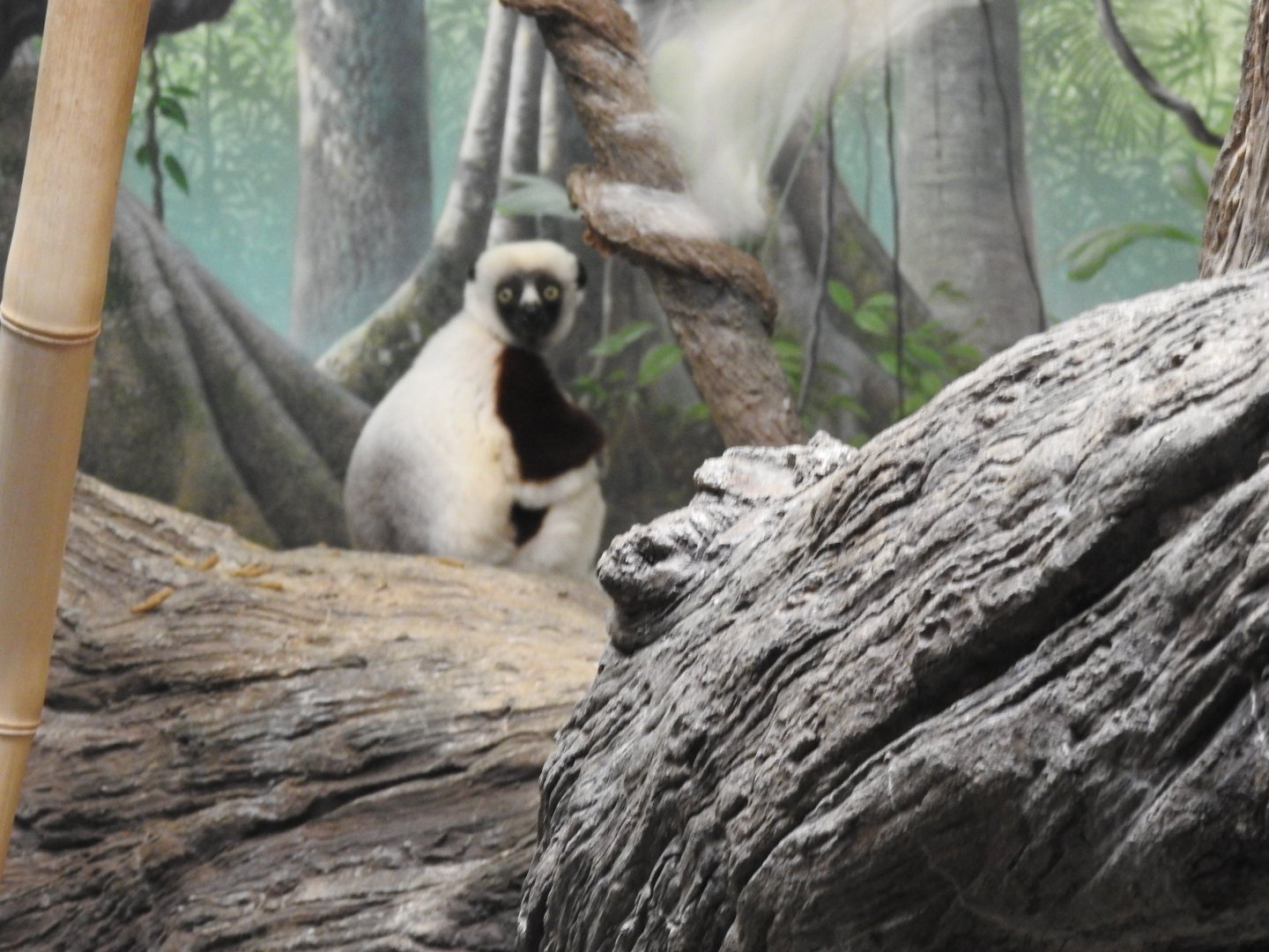 Coquerel's sifaka specimen