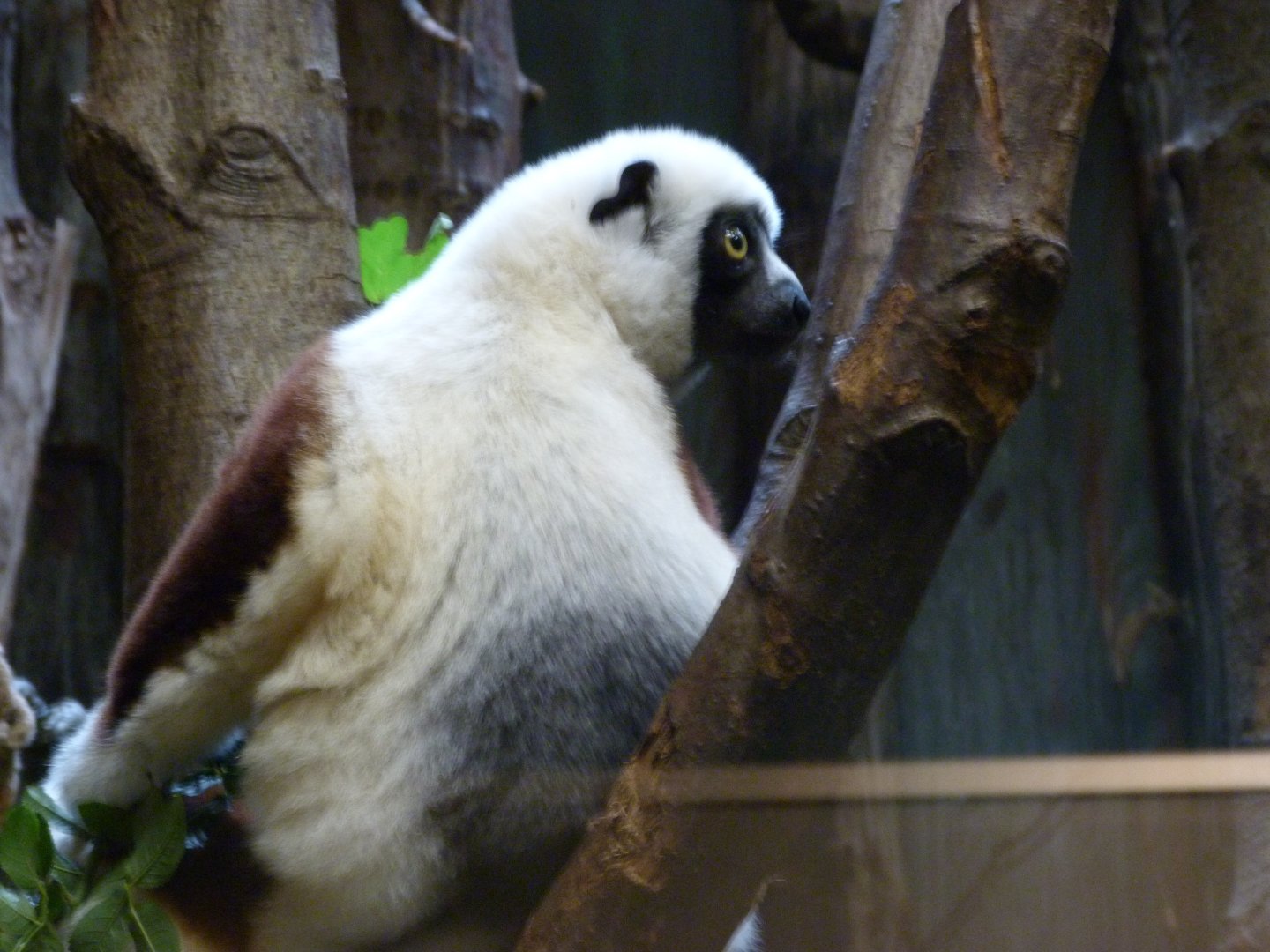 Coquerel's sifaka -Tierpark Berlin (2024)