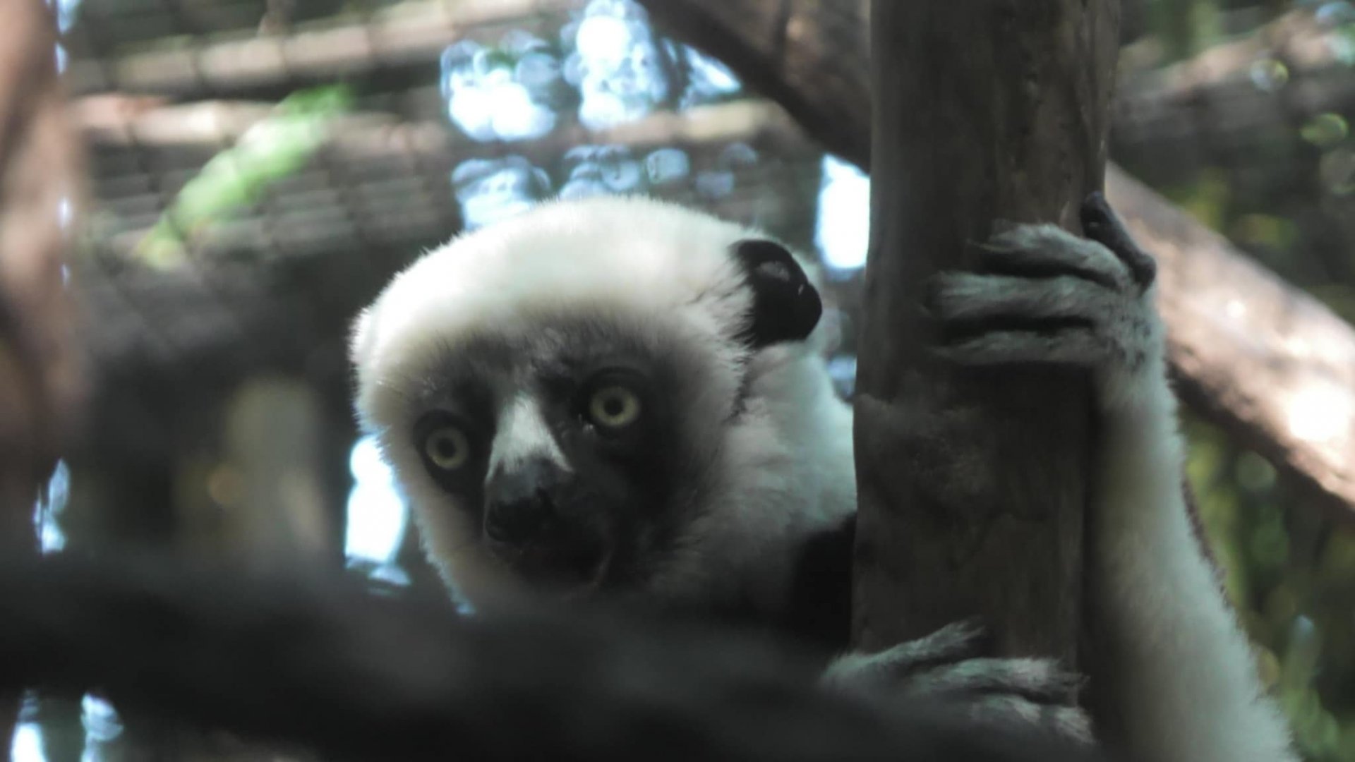 Coquerel's sifaka with it's mouth open