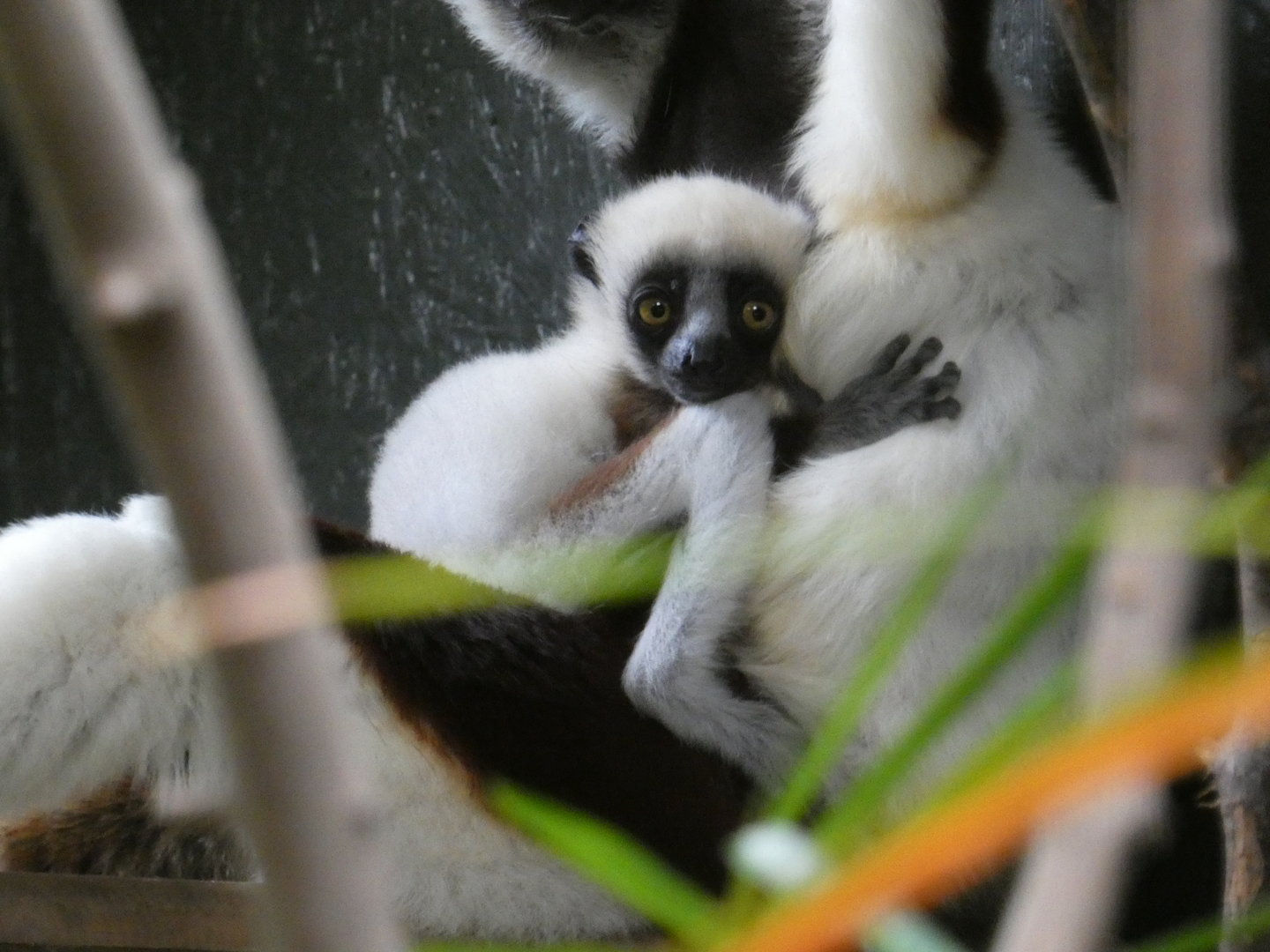 Coquerel's sifaka youngster