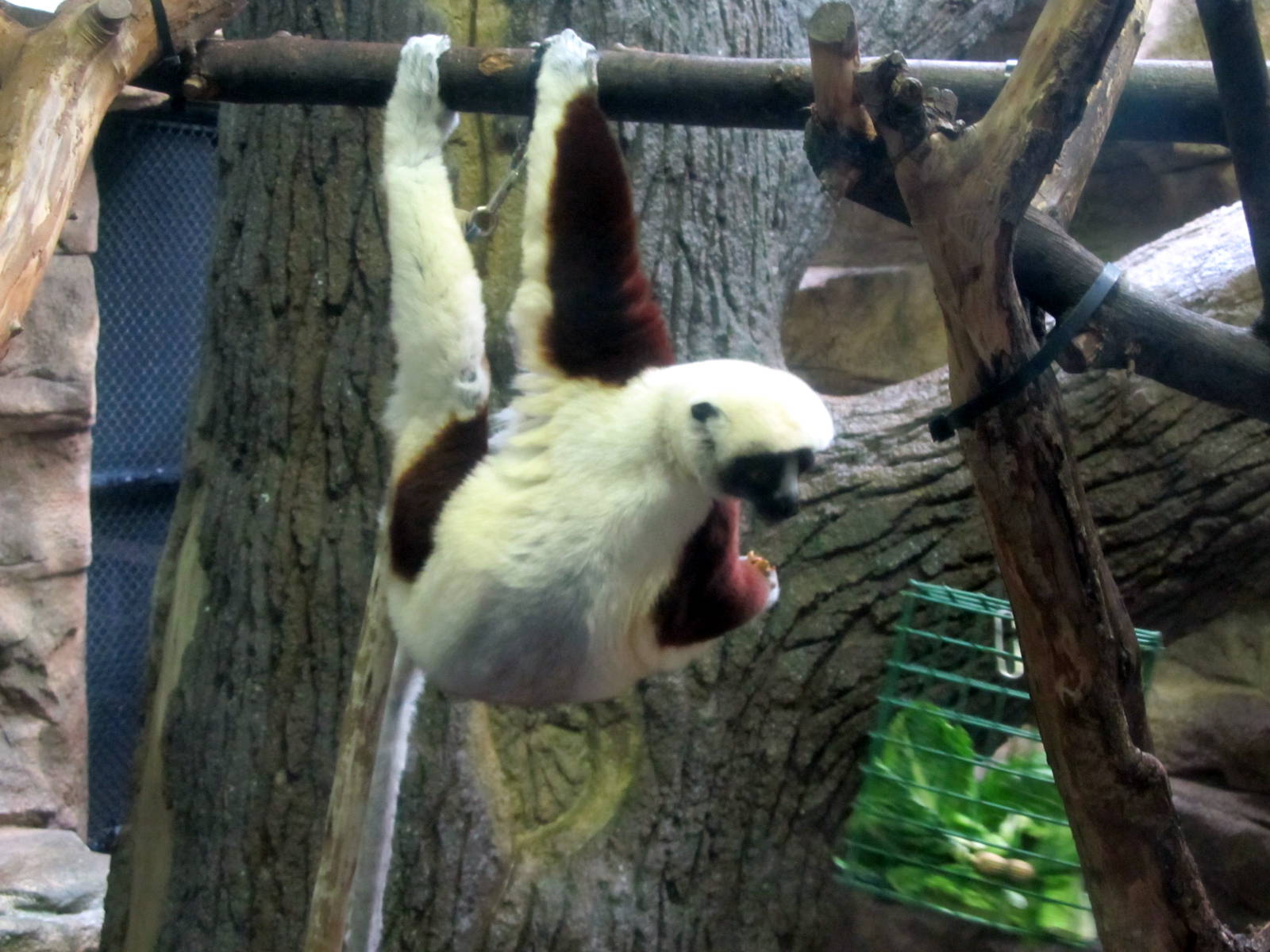Coquerel's Sifaka