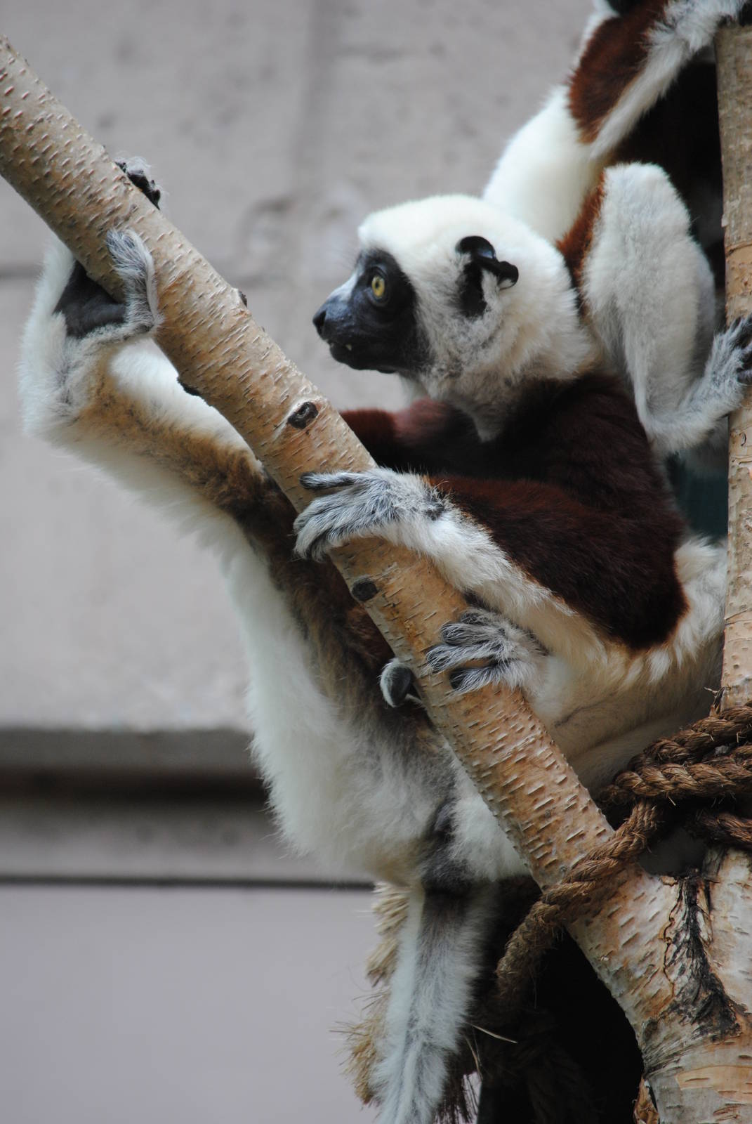 Coquerel's Sifaka