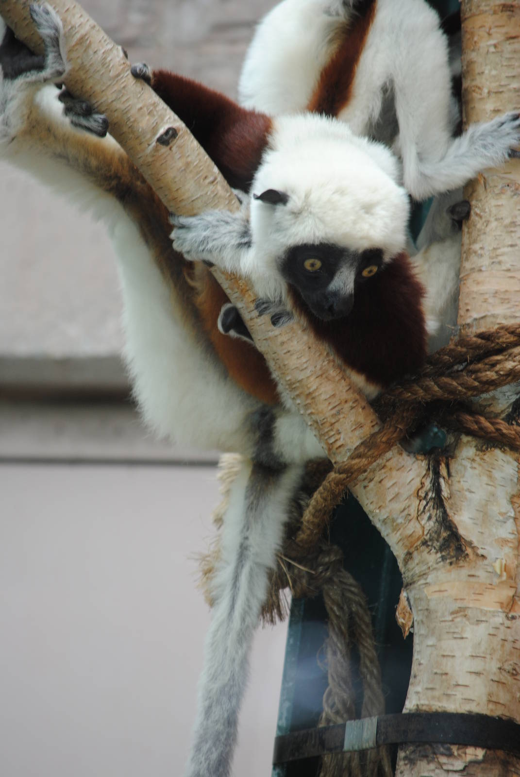 Coquerel's Sifaka