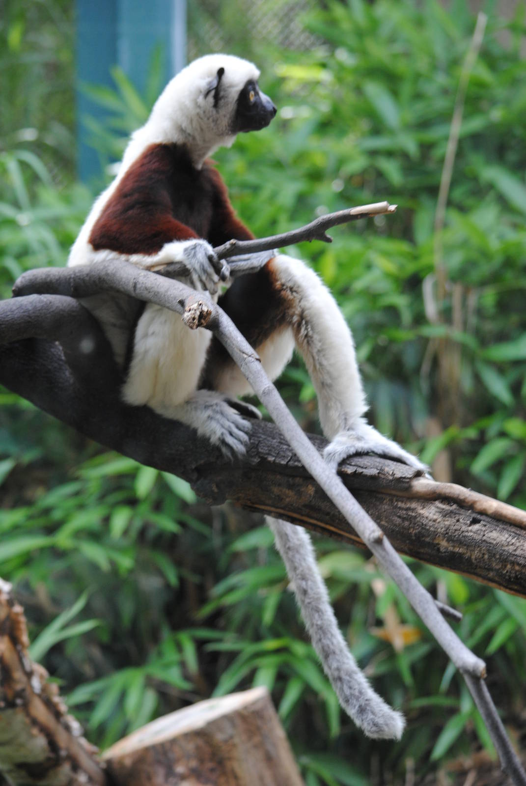 Coquerel's Sifaka