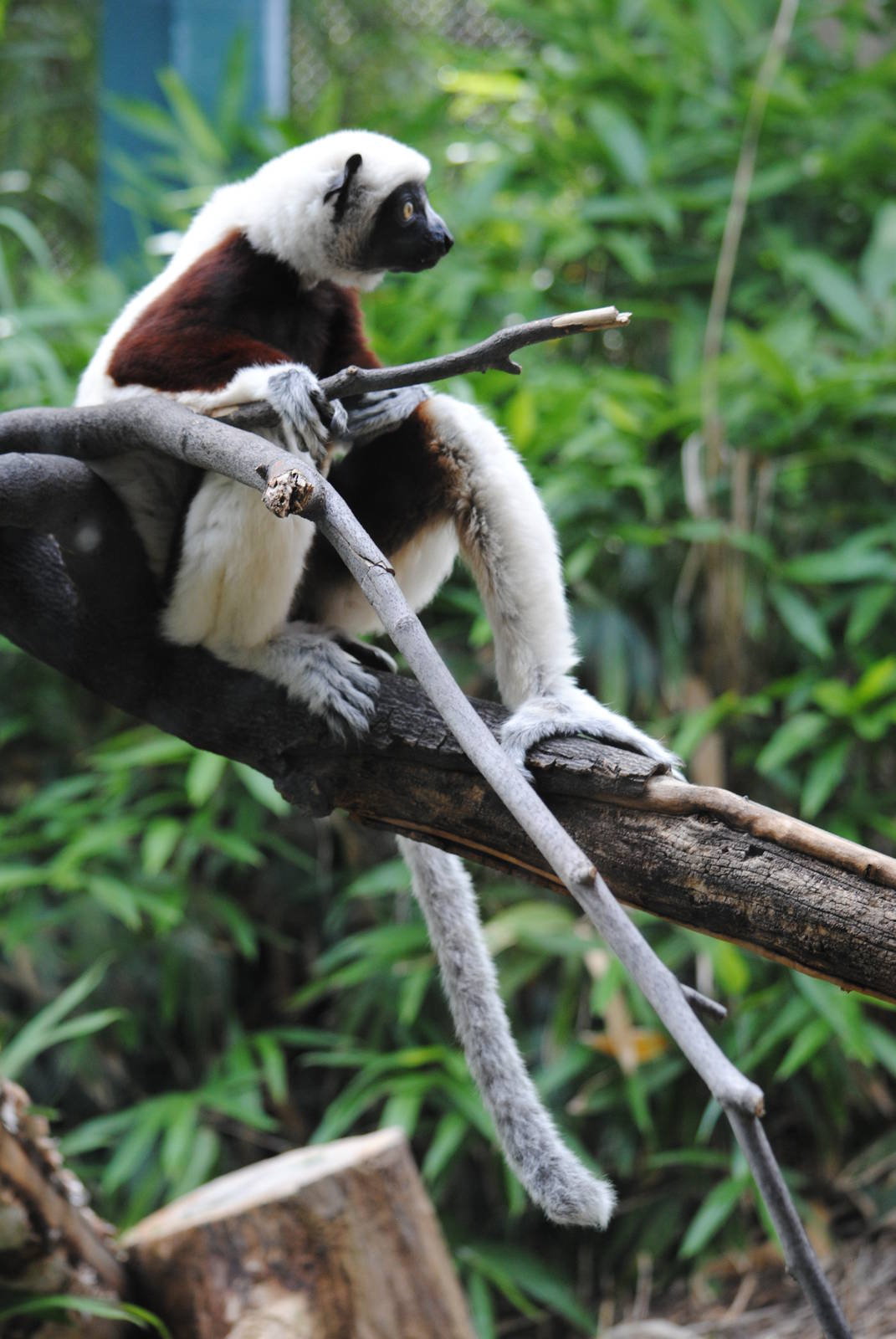 Coquerel's Sifaka