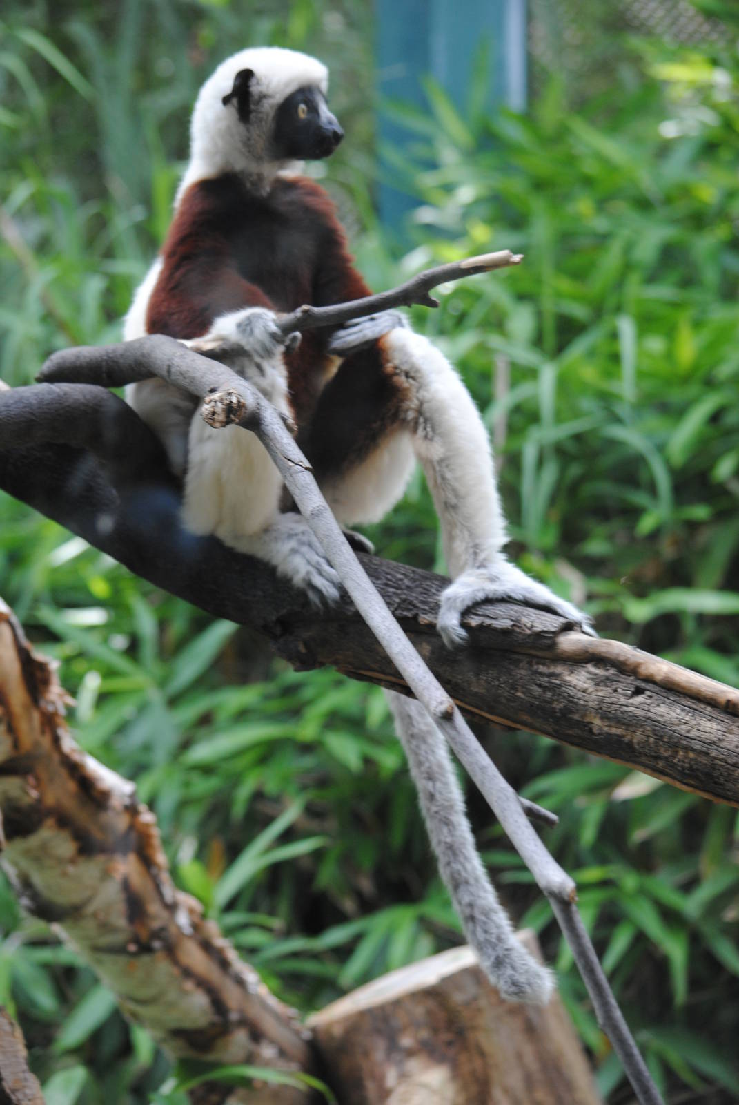 Coquerel's Sifaka