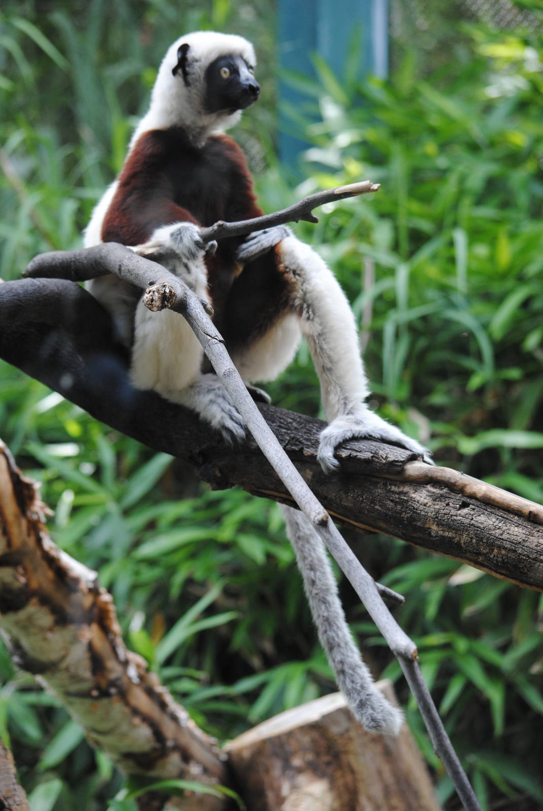 Coquerel's Sifaka