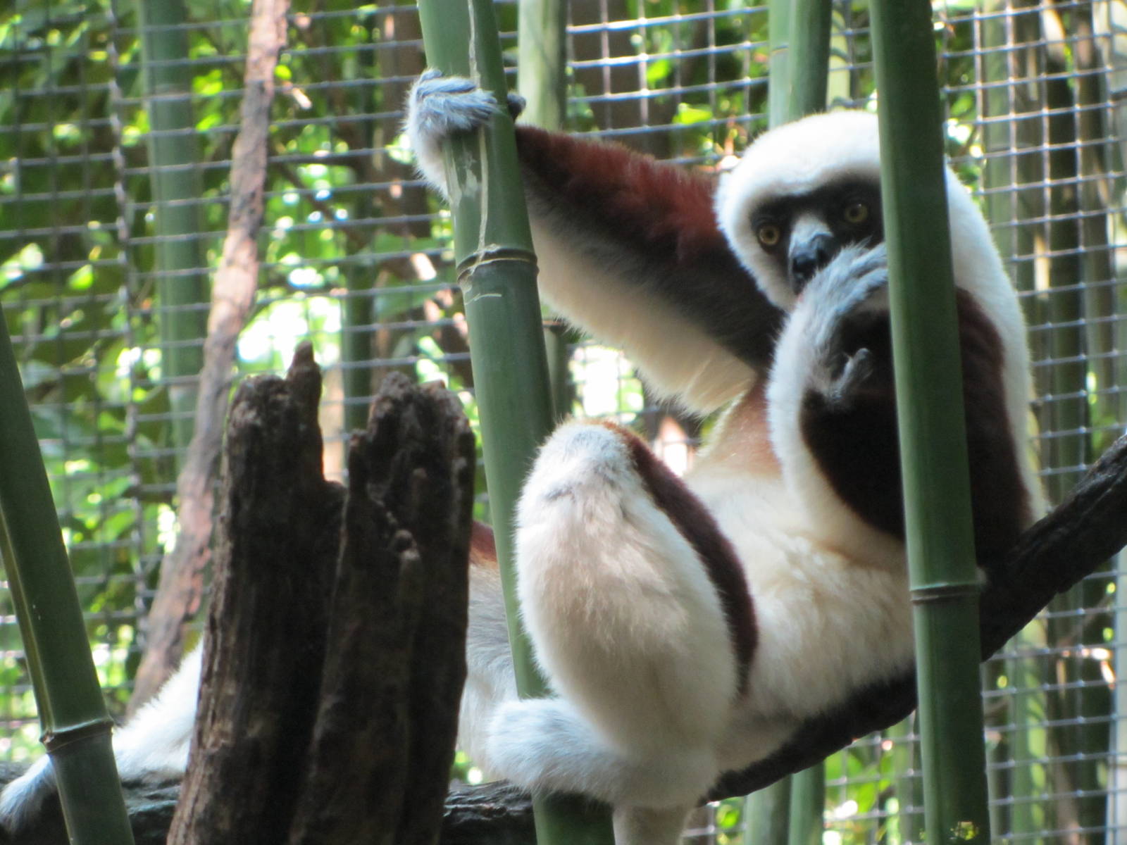 Coquerel's Sifaka