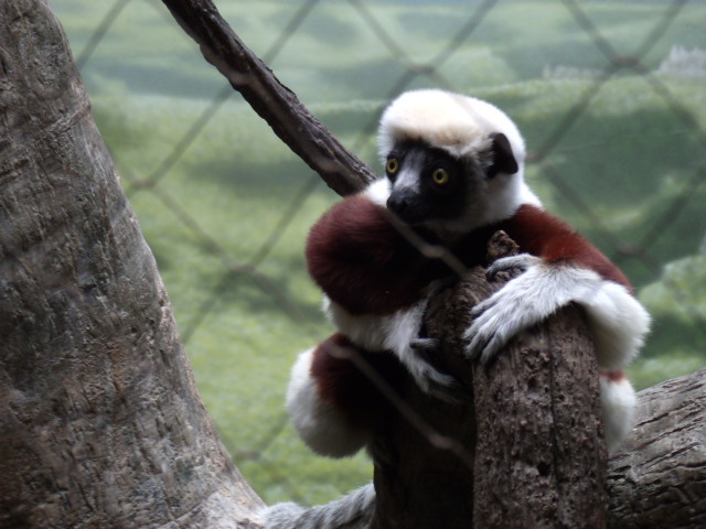 Coquerel's Sifaka
