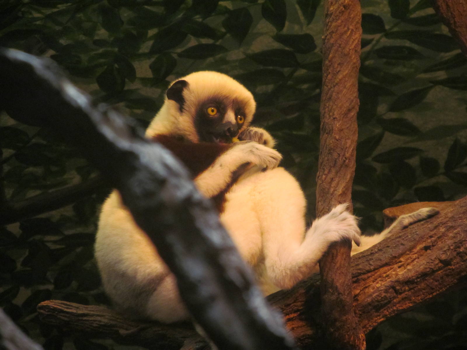 Coquerel's Sifaka