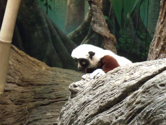 Coquerel's Sifaka